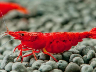neocaridina-bloody-mary