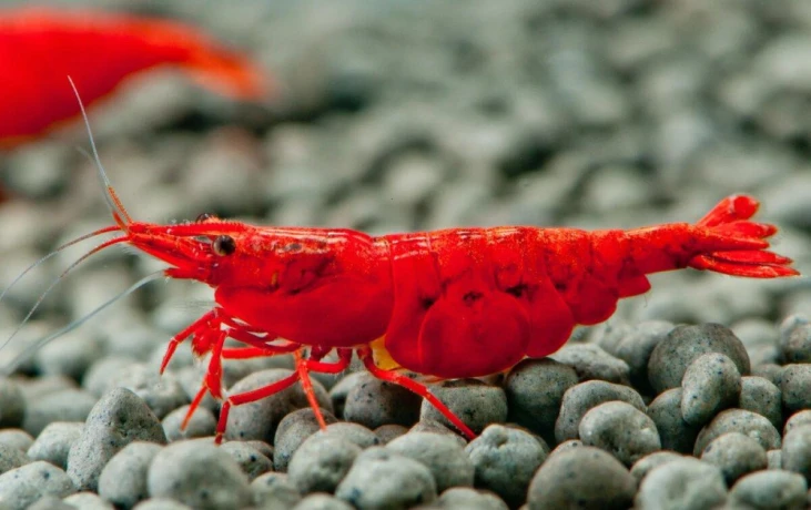 neocaridina-bloody-mary-big-0