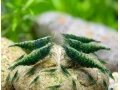 neocaridina-shrimp-green-jade-small-0