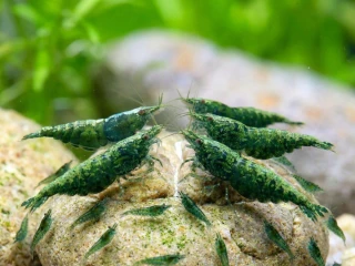 neocaridina-shrimp-green-jade