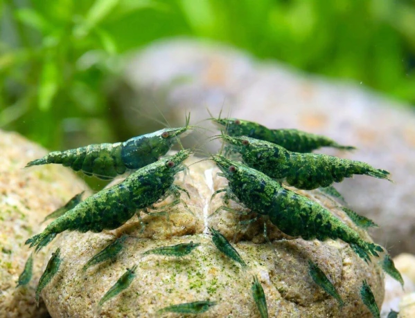 neocaridina-shrimp-green-jade-big-0