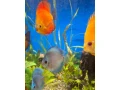predam-tercovce-small-3