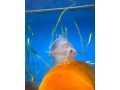 predam-tercovce-small-1