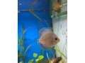 predam-tercovce-small-0