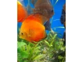 predam-tercovce-small-2