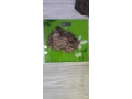 kamen-dragon-stone-small-4