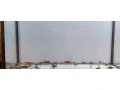predam-sladkovodne-krevetky-mix-small-1