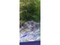 predam-sladkovodne-krevetky-mix-small-4