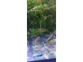 predam-sladkovodne-krevetky-mix-small-3
