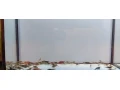 predam-sladkovodne-krevetky-mix-small-2