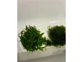 rastlinky-small-1