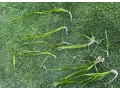 valisneria-small-1