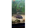 cichlidy-small-3