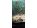 cichlidy-small-1