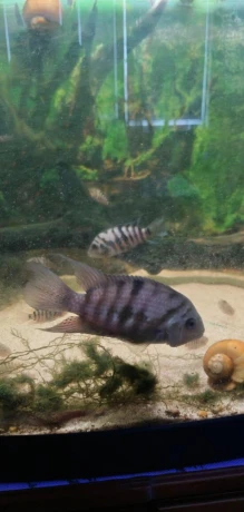 cichlidy-big-3