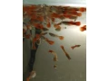 gupky-red-small-0