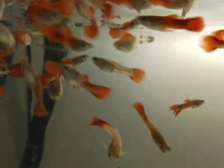 gupky-red