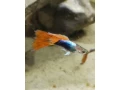 gupky-cerveno-modre-tuxedo-small-0