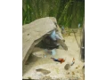 gupky-cerveno-modre-tuxedo-small-2