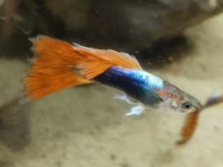 gupky-cerveno-modre-tuxedo