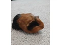 predam-2-morcata-small-0