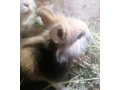zajaciky-zakrsle-small-0