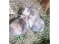 zajaciky-zakrsle-small-1