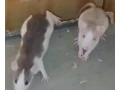 darujem-potkany-dumbo-small-0
