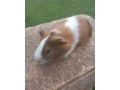 morcata-small-0