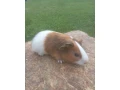 morcata-small-1