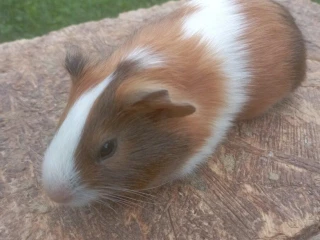 morcata