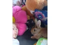 zakrsli-zajac-small-0