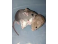 klietka-pre-male-hlodavce-small-4