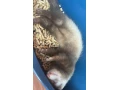 fretka-small-1