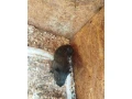 morske-prasiatko-small-1
