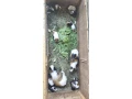 morca-morcata-morske-prasiatka-small-1