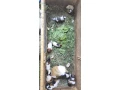 morca-morcata-morske-prasiatka-small-2