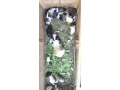 morca-morcata-morske-prasiatka-small-3