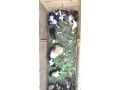 morca-morcata-morske-prasiatka-small-4