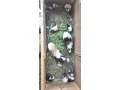 morca-morcata-morske-prasiatka-small-0