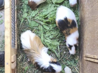 morca-morcata-morske-prasiatka