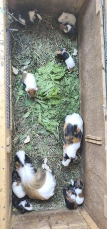 morca-morcata-morske-prasiatka-big-1