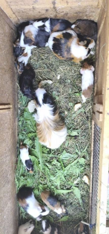 morca-morcata-morske-prasiatka-big-3