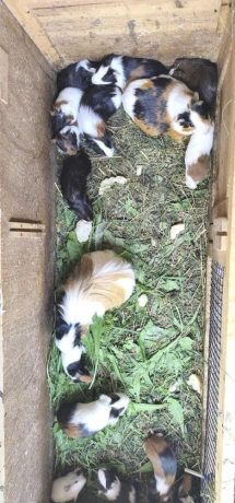 morca-morcata-morske-prasiatka-big-4