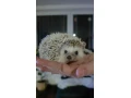 jezko-africky-bielobruchy-small-2