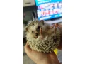 jezko-africky-bielobruchy-small-1