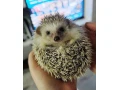 jezko-africky-bielobruchy-small-2
