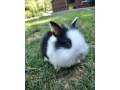 zakrsly-kralik-small-0