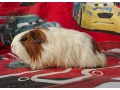 morcata-roznych-plemien-small-0