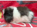 morcata-roznych-plemien-small-4